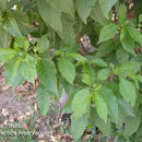Image of Forest Nightshade