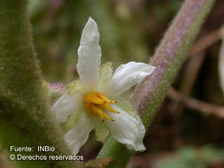 Image of naranjilla