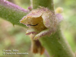 Image of naranjilla