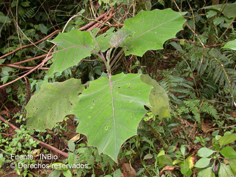 Image of naranjilla