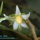 Image of Solanum accrescens Standl. & Morton