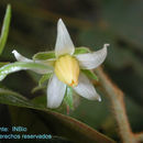 Imagem de Solanum accrescens Standl. & Morton