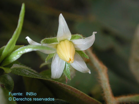 Image of Solanum accrescens Standl. & Morton