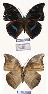 Charaxes mycerina Godart 1824的圖片