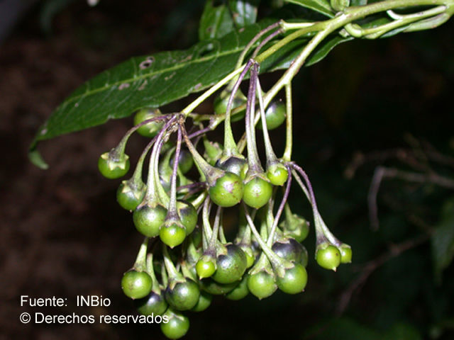 Plancia ëd Solanum aligerum Schltdl.