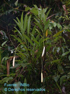 Stenospermation spruceanum Schott resmi