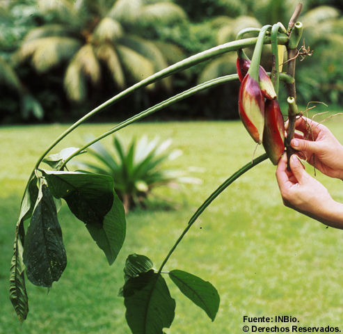 Image of syngonium