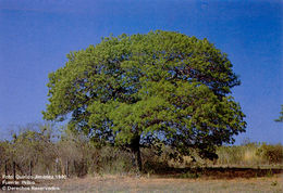 Imagem de Swietenia macrophylla G. King