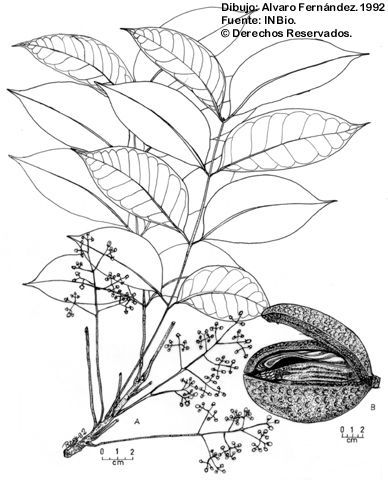 Imagem de Swietenia macrophylla G. King