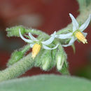 Imagem de Solanum jamaicense Mill.