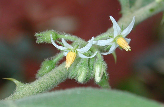 صورة Solanum jamaicense Mill.