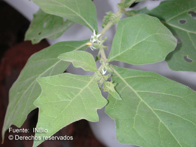 Image of Jamaican Nightshade