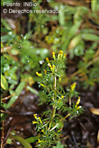 صورة <i>Tagetes foeniculacea</i> Desf.