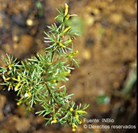 Plancia ëd <i>Tagetes foeniculacea</i> Desf.