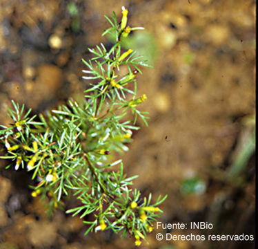 Plancia ëd <i>Tagetes foeniculacea</i> Desf.