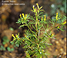 صورة <i>Tagetes foeniculacea</i> Desf.