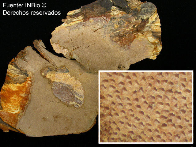 Image of Tinctoporellus epimiltinus (Berk. & Broome) Ryvarden 1979