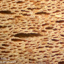 Image de Tinctoporellus epimiltinus (Berk. & Broome) Ryvarden 1979
