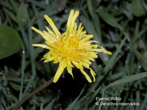 Image of Taraxacum tenejapense A. J. Richards