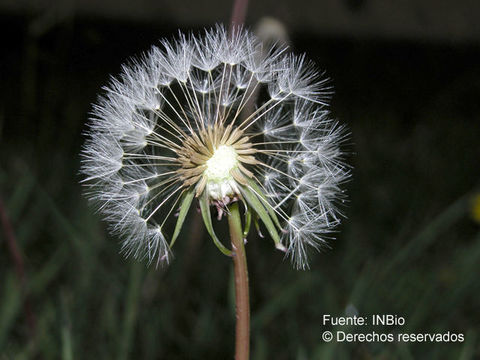 Image of Taraxacum tenejapense A. J. Richards