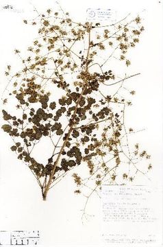 Image of Thalictrum lankesteri Standl.