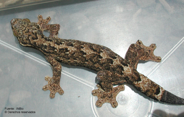 Image of Turnip-tailed gecko