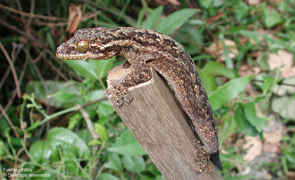 Image of Turnip-tailed gecko