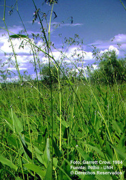 Image of bent alligator-flag