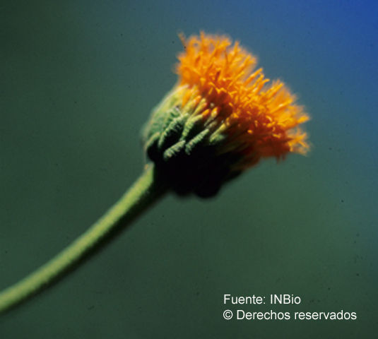 Слика од <i>Verbesina ovatifolia</i> A. Gray