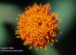 Слика од <i>Verbesina ovatifolia</i> A. Gray