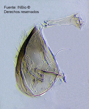 Plancia ëd Wyeomyia pseudopecten Dyar & Knab 1906