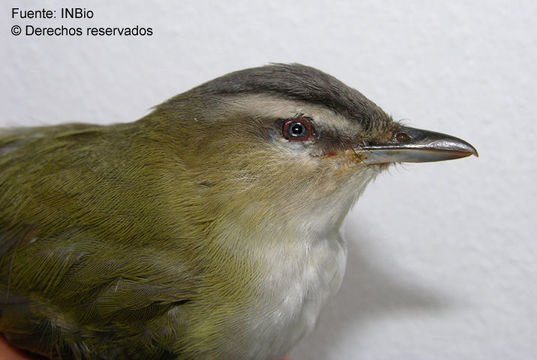 Image of Vireo Vieillot 1808