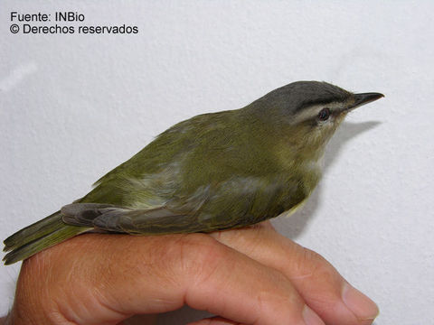 Image of Vireo Vieillot 1808