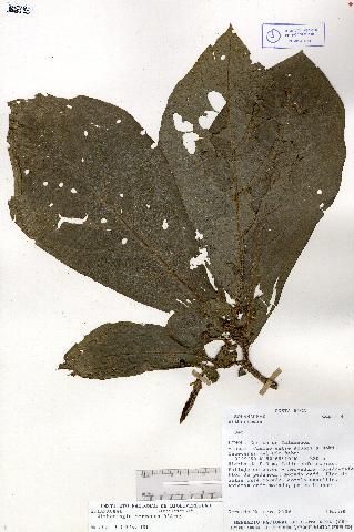 Image of <i>Witheringia correana</i> D'Arcy