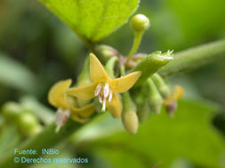 Image of Witheringia solanacea L'Hér.