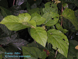 Image of Witheringia solanacea L'Hér.