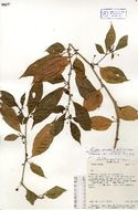 Image of Witheringia meiantha (J. D. Sm.) A. T. Hunziker