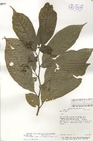 Image de <i>Witheringia cuneata</i> (Standl.) Hunz.