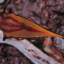Image of Umbonia ataliba Fairmaire