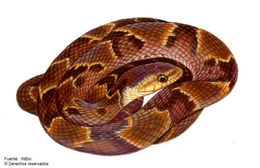 Image of Blind Ground Snake