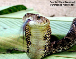 Image of Blind Ground Snake