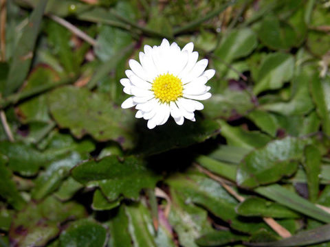 Image of Daisy