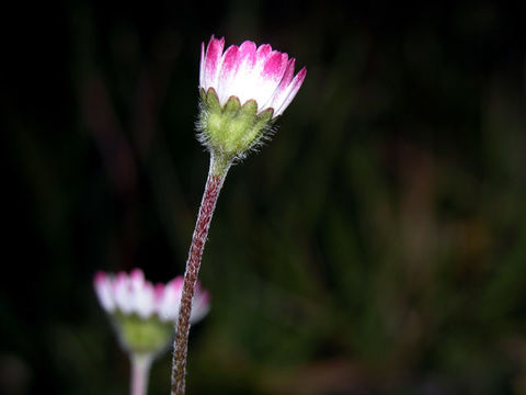 Image of Daisy