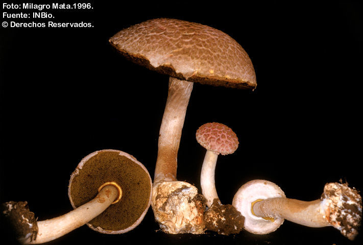 Image of Boletellus