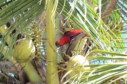 Image of Eclectus Wagler 1832