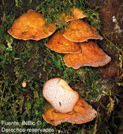 Image of Auricularia delicata (Mont. ex Fr.) Henn. 1893