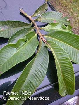 Plancia ëd Ardisia hokouensis Yuen P. Yang