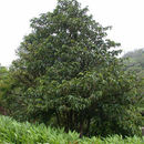 Sivun Ardisia hokouensis Yuen P. Yang kuva