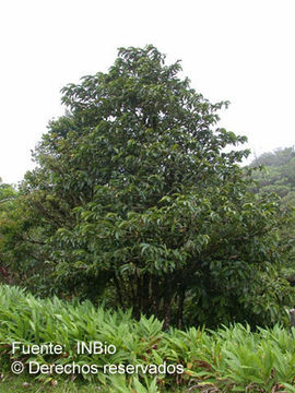 Plancia ëd Ardisia hokouensis Yuen P. Yang