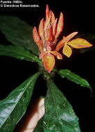 Image of Aphelandra